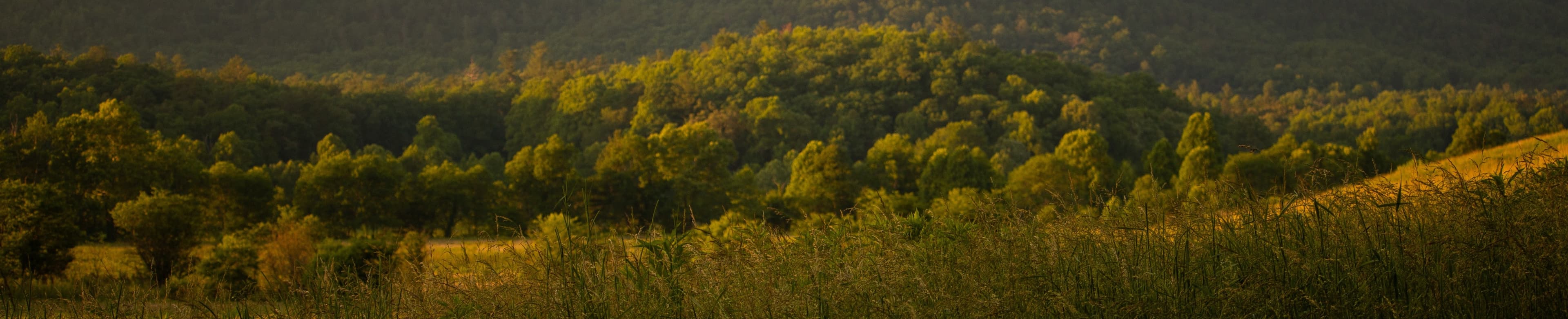 Golden Tennessee fields at dusk