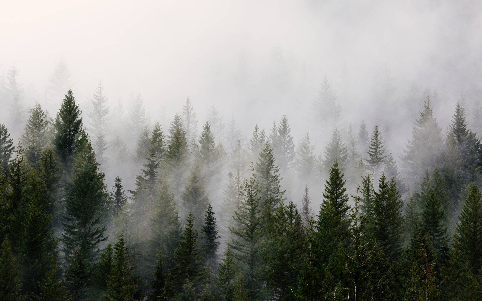 Pine forest